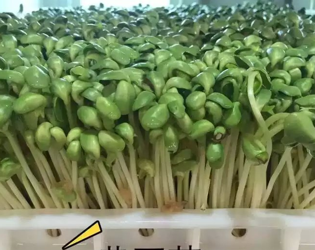 绿豆芽使用豆芽机怎么生长